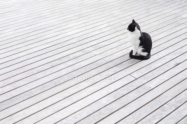 Schwarz-weiße Hauskatze sitzt auf Holzterrasse im Freien. Tiere, Haustiere und Naturkonzept. — Stockfoto