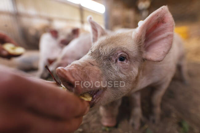Gehackte Hand eines männlichen Bauern, der Ferkel im Stall auf einem Biobauernhof füttert. Gehöft und Vieh. — Stockfoto