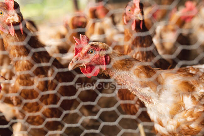 Großaufnahme von Hühnern, die durch den Zaun im Stall eines Biobauernhofs gesehen werden. Gehöft, Viehzucht und Tierhaltung. — Stockfoto