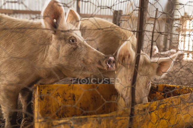 Schweine füttern sich aus schmutzigen gelben Containern, gesehen durch einen Maschendrahtzaun im Stall. Gehöft, Viehzucht und Tierhaltung. — Stockfoto