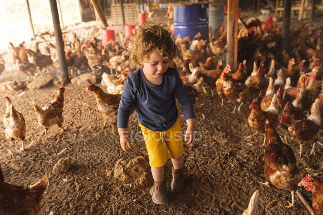 Pleine longueur de mignon garçon élémentaire marchant au milieu des poules en stylo à la ferme de volaille biologique. enfance, homesteading et aviculture. — Photo de stock