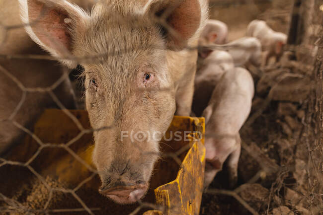 Ritratto di maiale con suinetti visto attraverso una recinzione a catena in penna. allevamento, allevamento e zootecnia. — Foto stock