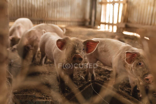 Giovani maialini visti attraverso la recinzione a catena in penna presso l'azienda agricola biologica. allevamento, allevamento e zootecnia. — Foto stock