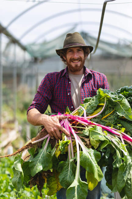 Portrait of smiling young male bearded farmer holding freshly harvested rhubarb from greenhouse. homesteading and farming occupation. — Stock Photo