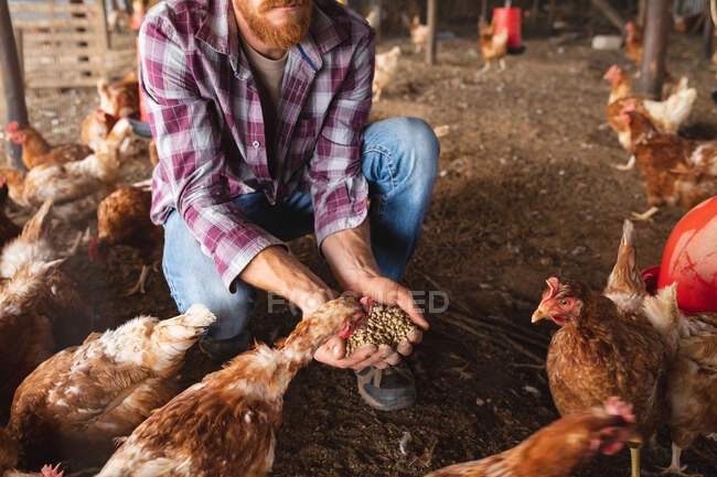 Low section of young male homesteader feeding hens with cupped hands at organic farm. homesteading and poultry farming, livestock. — Stock Photo