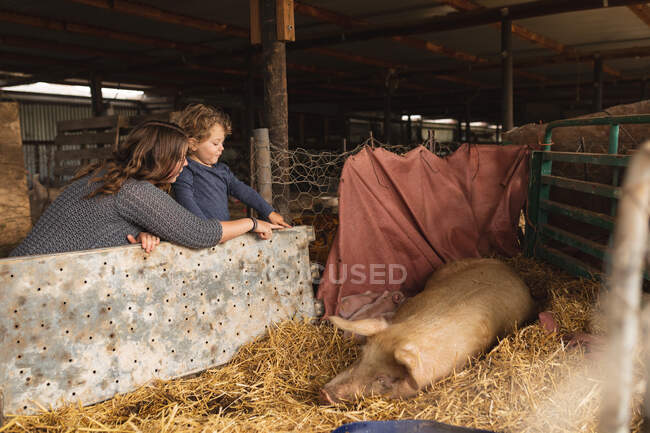 Frau zeigt auf Schwein, das auf Heu schläft, während sie Sohn am Stift zeigt. Gehöft und Familie, Vieh. — Stockfoto