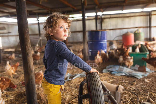 Lindo chico rubio mirando hacia otro lado mientras está de pie cerca de las gallinas en pluma en la granja orgánica. la infancia, la granja y la avicultura. - foto de stock