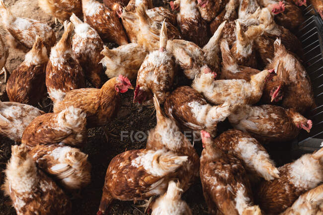 Полный снимок куриного стада за ручкой на органической ферме. усадьба, животноводство и животноводство — стоковое фото