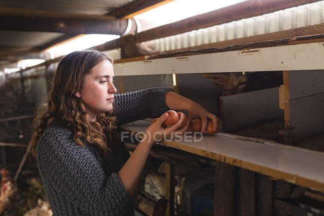 Joven granjera morena recolectando huevos de estantería de madera en la granja. agricultura familiar y avícola. - foto de stock