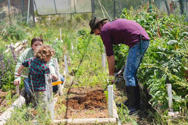 Parents with cute boy farming together at organic farm on sunny day. homesteading and family. — Stock Photo