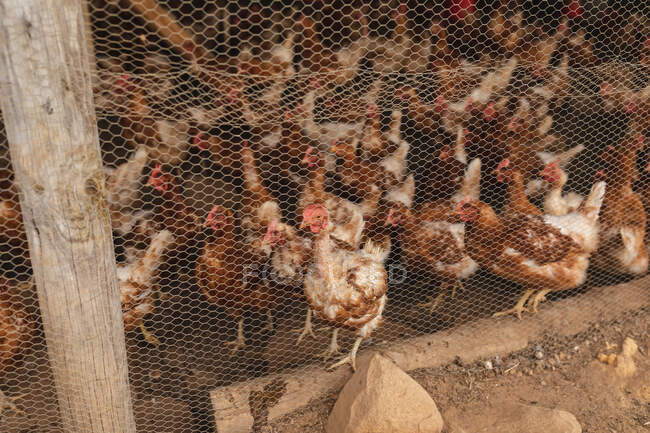Gregge di galline visto attraverso recinzione in penna presso l'azienda agricola biologica. allevamento, allevamento e zootecnia. — Foto stock