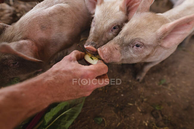 Gehackte Hand eines männlichen Bauern, der Ferkel im Stall auf einem Biobauernhof füttert. Gehöft und Vieh. — Stockfoto