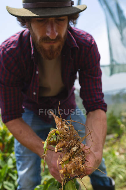 Bärtiger junger Bauer mit Hut, während er im Gewächshaus geerntete Ingwerpflanzen hält. Hauswirtschaft und landwirtschaftliche Tätigkeit. — Stockfoto