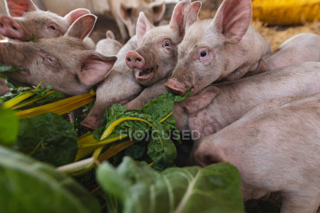 Schweine und Ferkel fressen auf dem Bauernhof frische Bio-Rhabarberblätter im Stall. Gehöft und Vieh. — Stockfoto