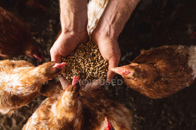 Beschnitten Schröpfköpfe Hände des Mannes mit Pellets Fütterung von Hühnern im häuslichen Gehege in Bauernhof. Gehöft und Geflügelzucht, Viehzucht. — Stockfoto