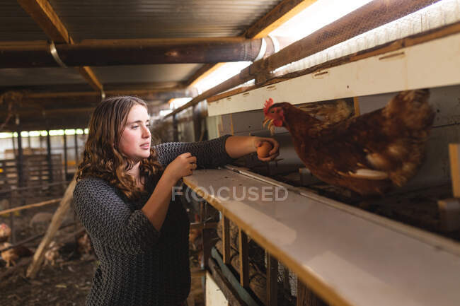 Junge Frau sammelt Eier aus Holzregal mit Henne im Stift auf Bauernhof. Gehöft und Geflügelzucht, Viehzucht. — Stockfoto