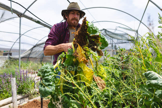 Young man wearing hat harvesting plants from greenhouse at sunny day. homesteading and farming occupation. — Stock Photo