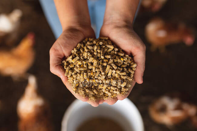Woman's cropped cupped hands holding grain pellets over hens at pen. homesteading and poultry farming. — Stock Photo