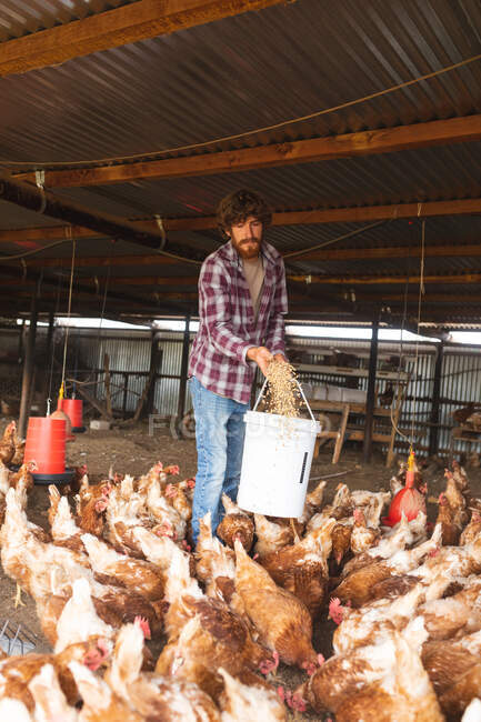 Jovem agricultor barbudo alimentando grãos para galinhas na granja de aves. herbívoros e avicultura, pecuária. — Fotografia de Stock
