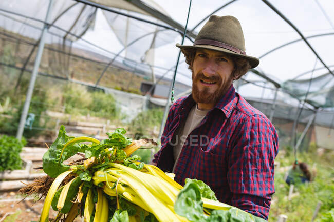 Portrait of bearded young male farmer harvesting green crops from greenhouse. homesteading and farming occupation. — Stock Photo