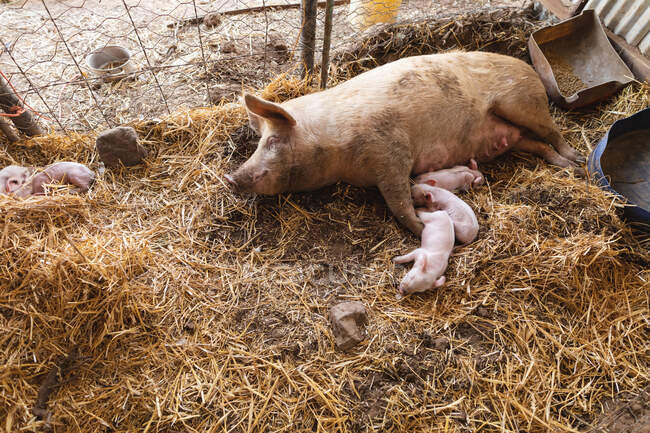 Hochwinkelaufnahme von Mutterschwein und Ferkeln, die auf Heu im Stall im Bauernhof schlafen. Gehöft und Vieh. — Stockfoto