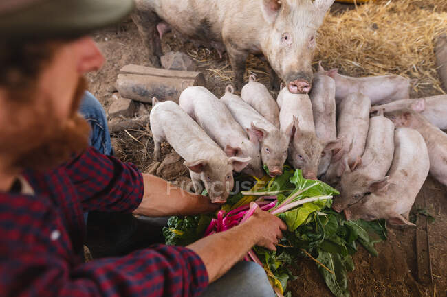 Mann kauert beim Füttern von Rhabarberblättern an Schweine und Ferkel im Stall. Gehöft und Vieh. — Stockfoto