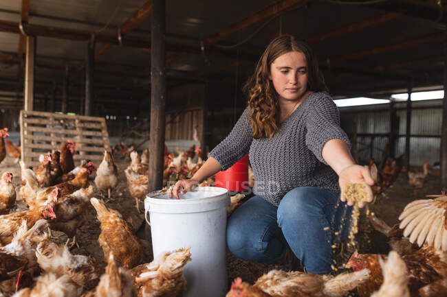 Mujer joven agachándose mientras alimenta a las gallinas con granos de cubo en pluma en la granja orgánica. agricultura familiar y avícola, ganadería. - foto de stock