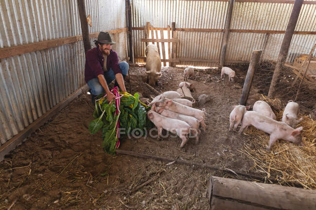 Lächelnder Mann kauert beim Füttern von Rhabarberblättern an Schweine und Ferkel im Stall. Gehöft und Vieh. — Stockfoto