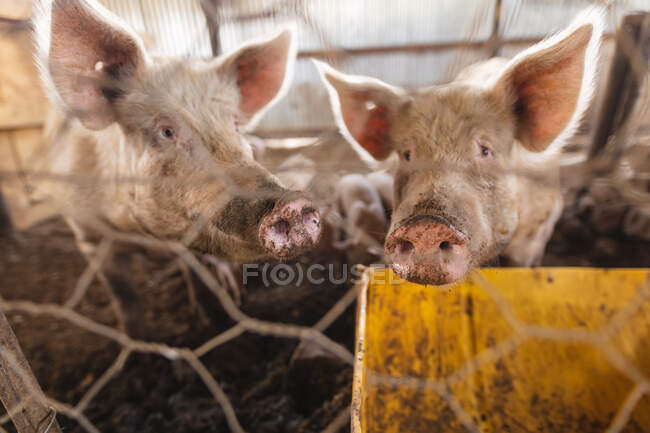 Großaufnahme von zwei Schweinen aus dem Maschendrahtzaun am Stall auf einem Bauernhof. Gehöft und Vieh. — Stockfoto