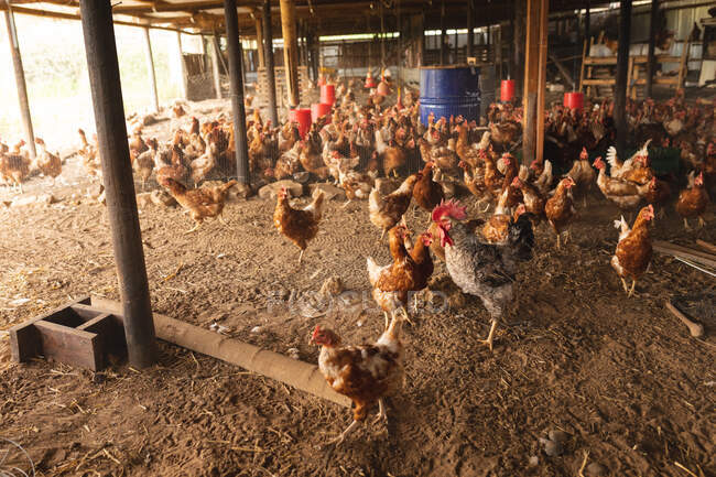 Rebanho de galinhas em caneta doméstica na granja de aves de capoeira orgânica. criação de animais e avicultura, criação de gado. — Fotografia de Stock
