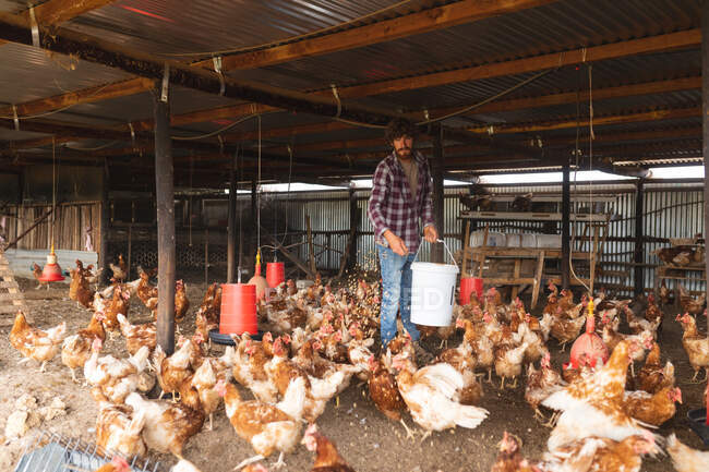 Longitud completa del hombre joven sosteniendo cubo mientras alimenta granos a bandada de gallinas a pluma. agricultura familiar y avícola, ganadería. - foto de stock