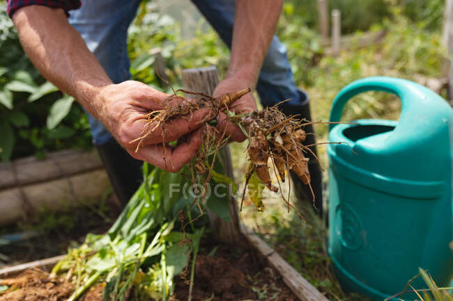 Mãos de jovem agricultor do sexo masculino colhendo plantas de gengibre na fazenda orgânica. propriedade e actividade agrícola. — Fotografia de Stock