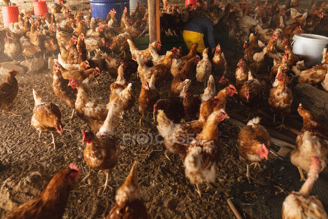 Gregge di galline che circondano il ragazzo in recinto domestico presso l'allevamento di pollame biologico. azienda agricola e avicola, allevamento di bestiame. — Foto stock