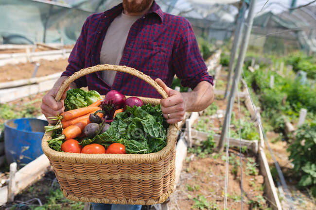Средняя часть мужского фермера собирает разнообразные свежие овощи в плетеной корзине на органической ферме. усадьба и занятие фермерством. — стоковое фото