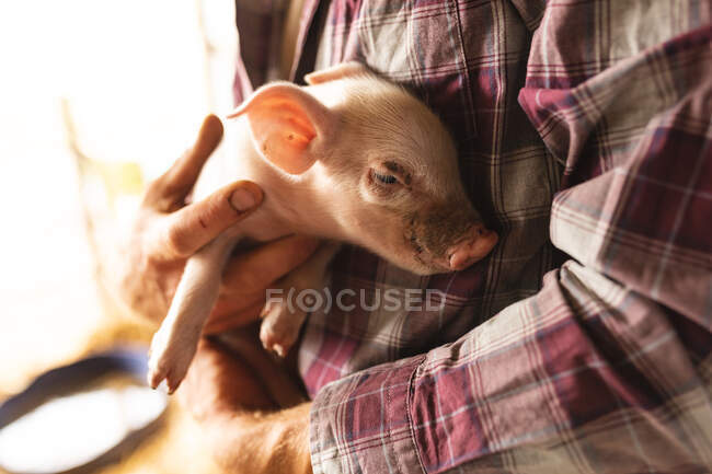 Sección media de un agricultor varón que lleva un lechón joven en brazos a pluma en una granja ecológica. ganadería y ganadería. - foto de stock