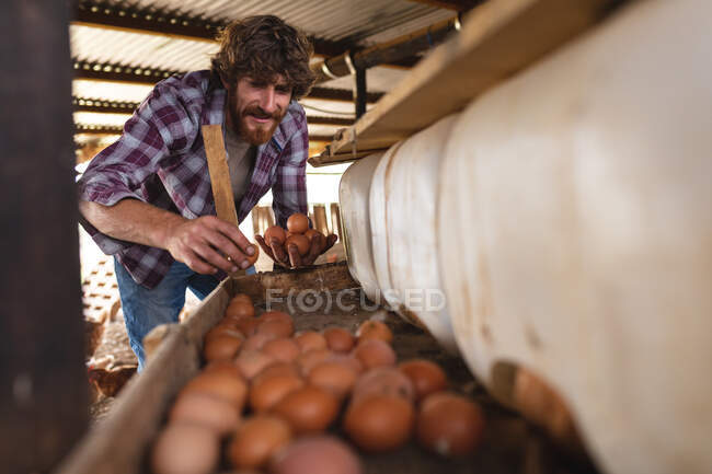Hombre barbudo recogiendo huevos marrones de la estantería de la pluma en la granja orgánica. agricultura familiar y avícola. - foto de stock
