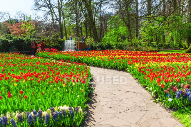 Весенний парк Кеукенхоф. Лиссе, Нидерланды . — стоковое фото