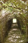 Chemin étroit à travers le tunnel des plantes naturelles — Photo de stock