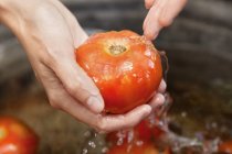 Primer plano de las manos femeninas lavándose los tomates - foto de stock