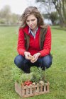 Женщина кладет свежие собранные овощи в ящик на газоне — стоковое фото