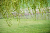 Дерево с забором в поле — стоковое фото