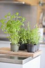 Plantes à base de plantes variées dans des pots sur le comptoir de la cuisine — Photo de stock