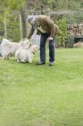 Mature man playing with cute dogs in garden — Stock Photo