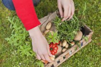 Крупным планом женские руки кладет овощи в ящик на открытом воздухе — стоковое фото