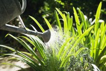 Nahaufnahme von Gießkannen, die Pflanzen im Garten gießen — Stockfoto