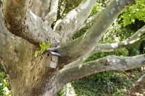 Крупный план скворечника, висящего на дереве в летнем саду — стоковое фото