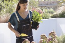 Jeune femme en tablier jardinage en plein air — Photo de stock