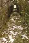 Sentiero stretto attraverso tunnel di piante naturali — Foto stock