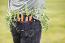 El primer plano de las zanahorias frescas recogidas en el bolsillo del hombre - foto de stock