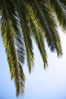 Folhas de palma contra o céu azul — Fotografia de Stock